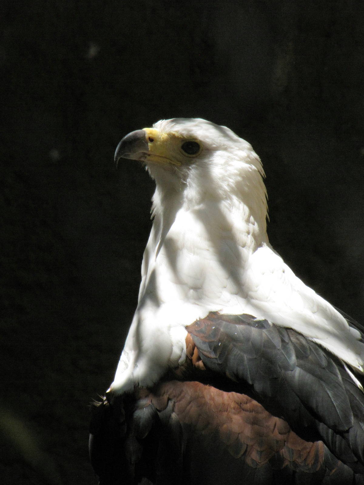 African Fish Eagle
