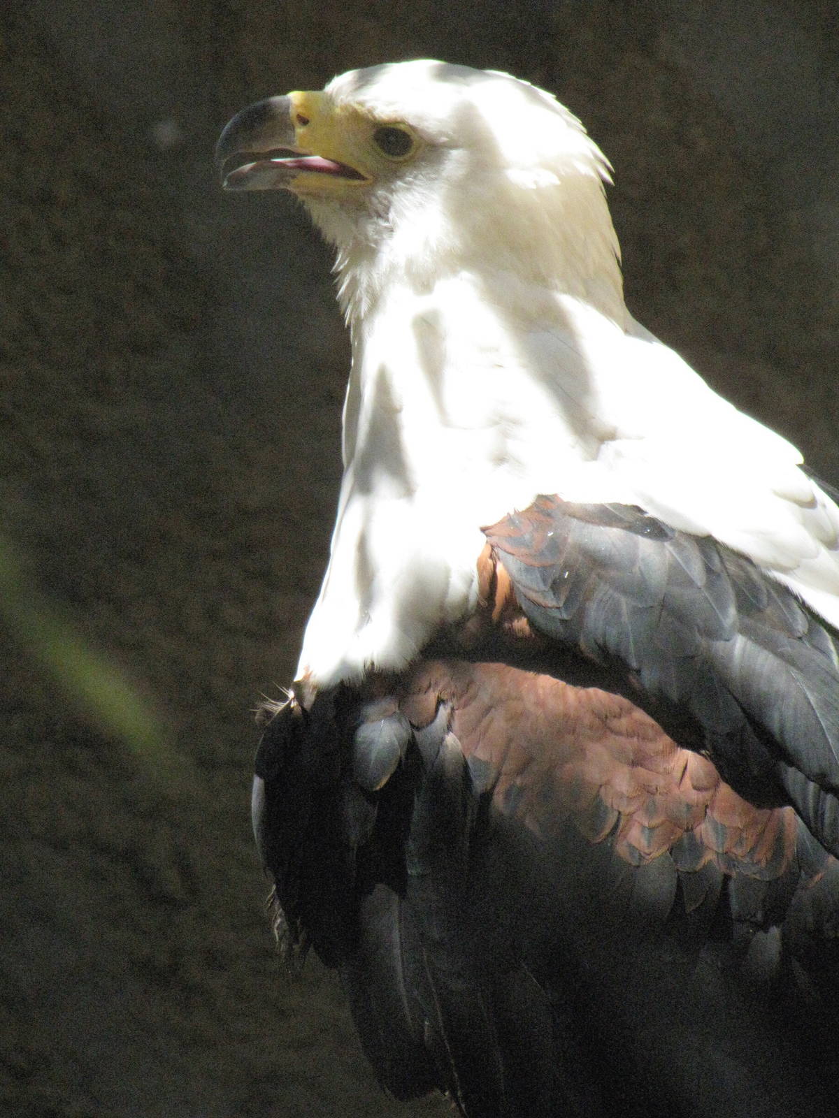 African Fish Eagle