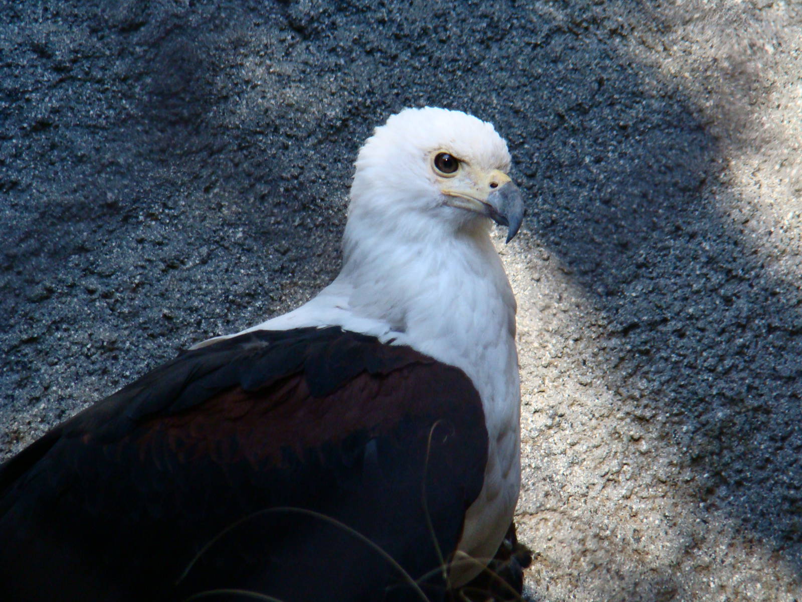 African Fish Eagle