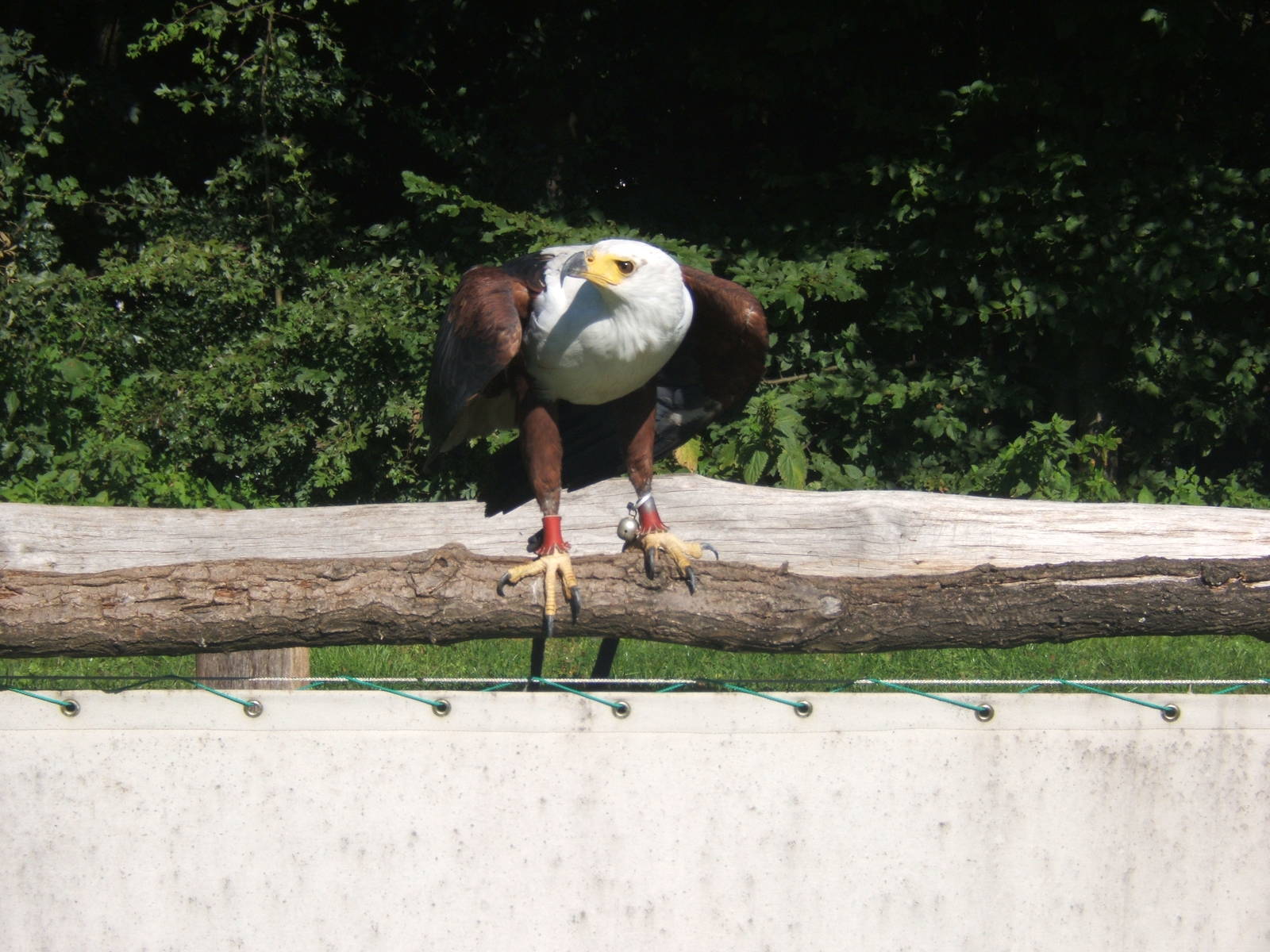 African Fish Eagle