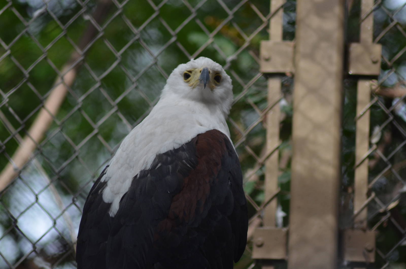 African Fish Eagle
