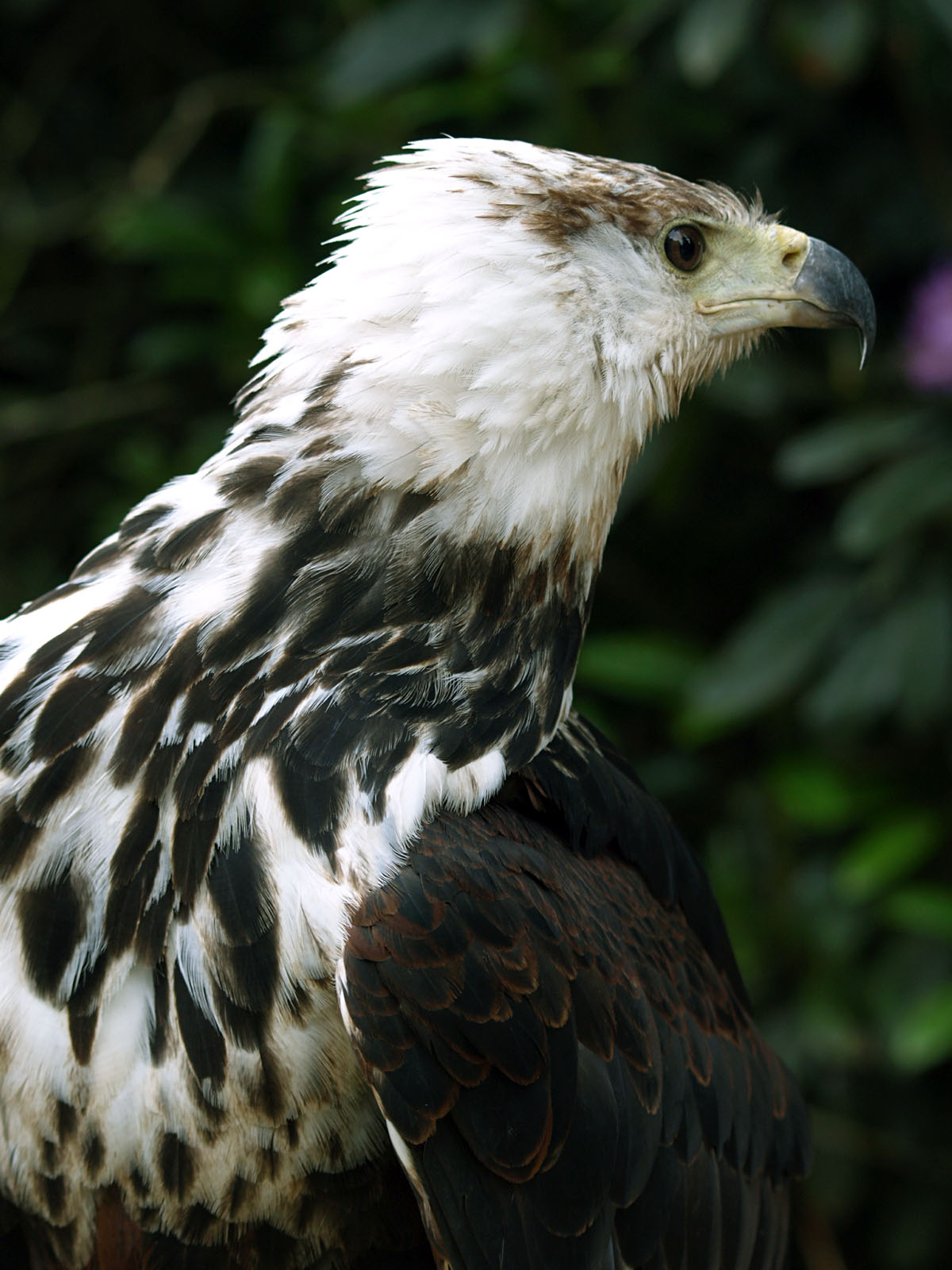 African Fish-eagle