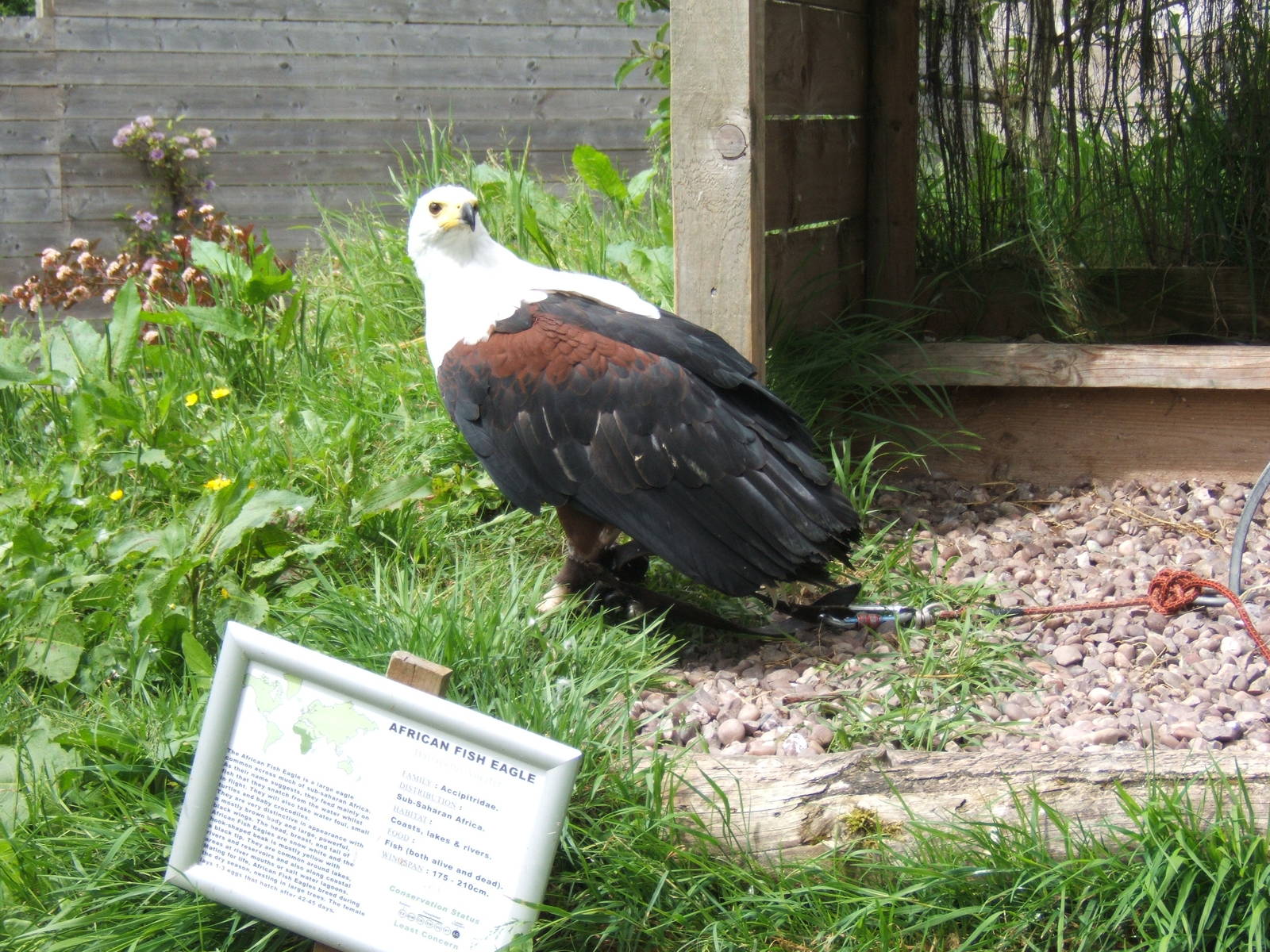 African Fish Eagle