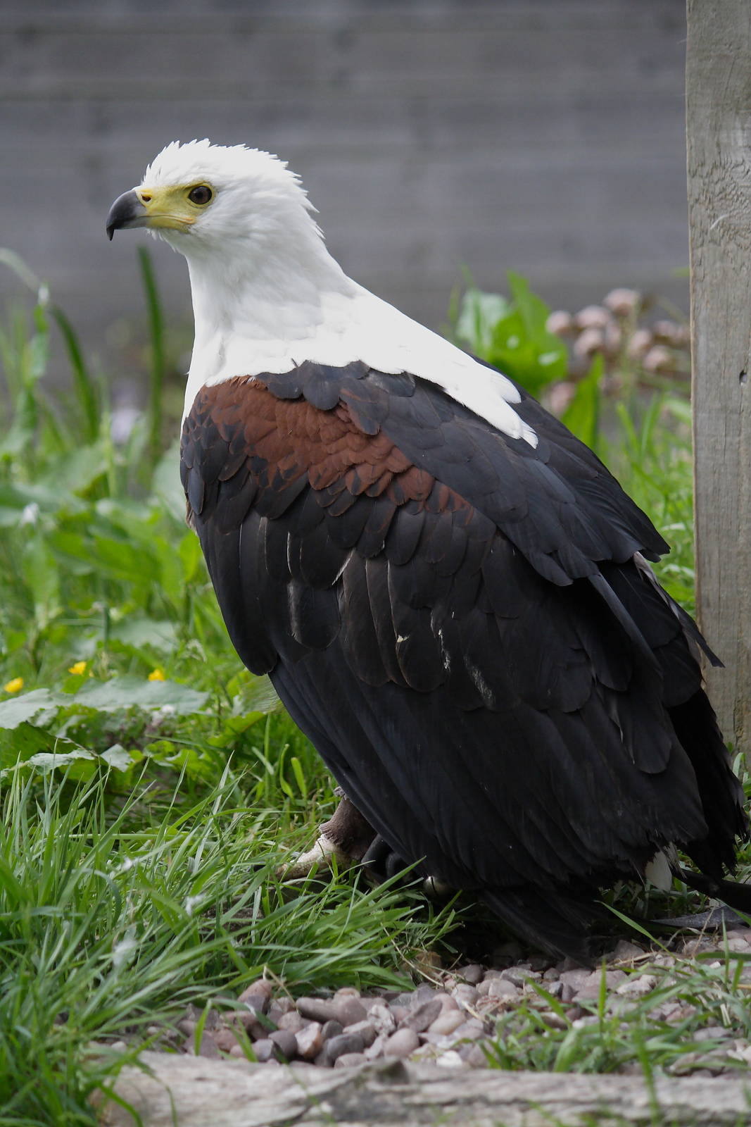 African fish eagle
