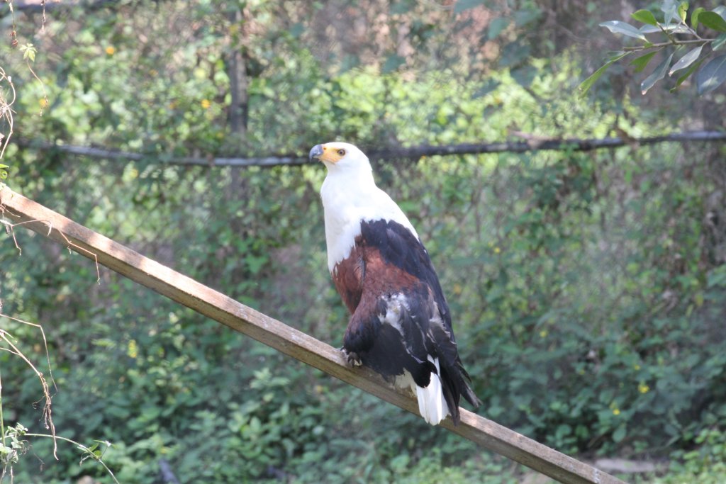 African Fish Eagle