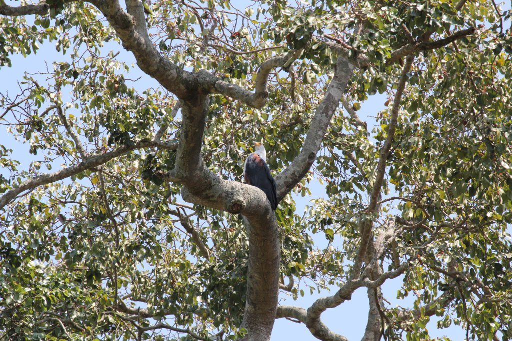 African Fish Eagle