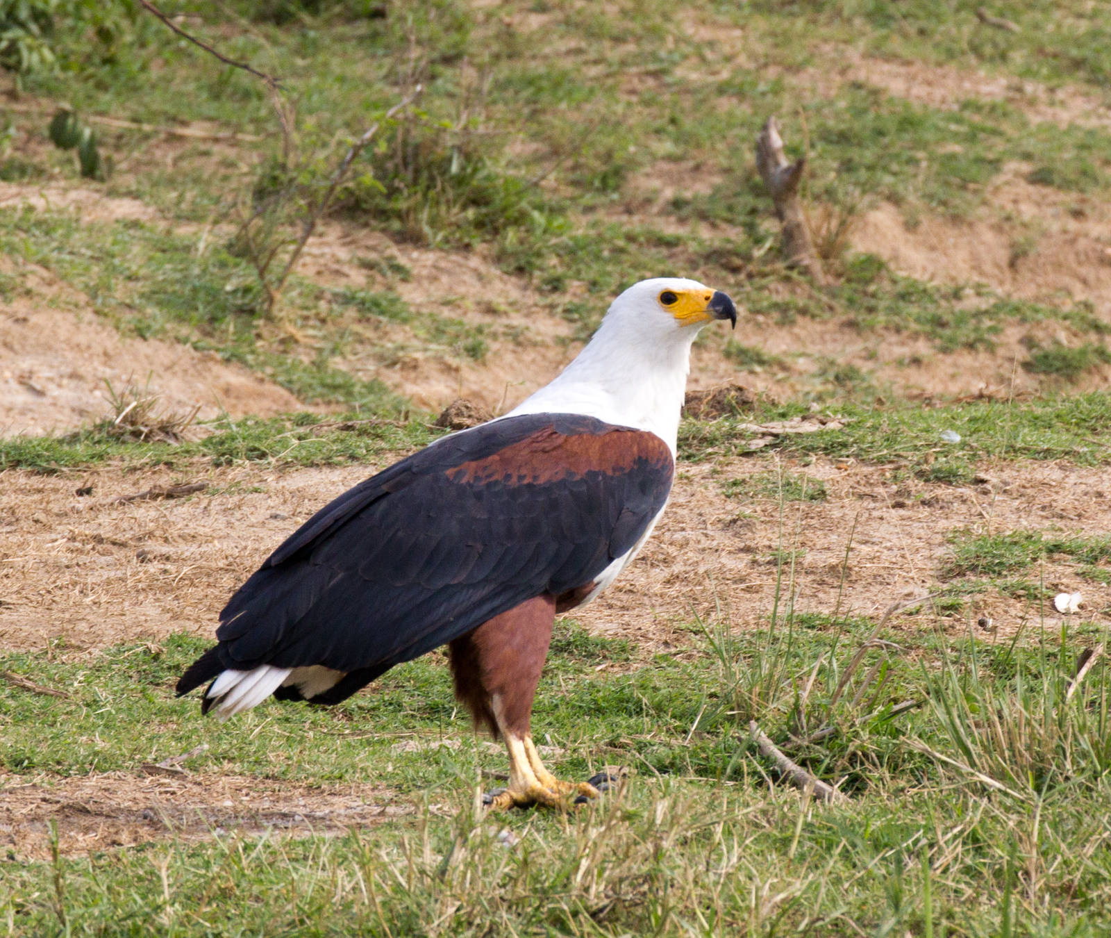 African Fish Eagle