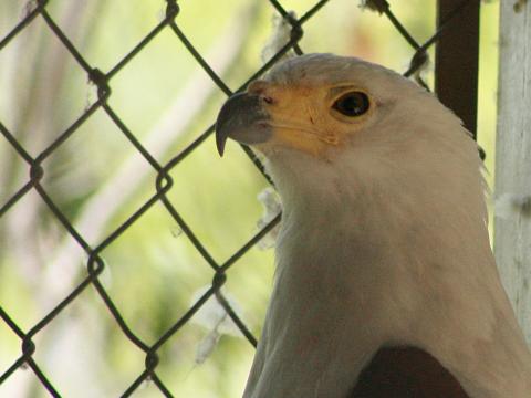 African Fish-eagle