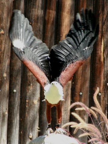 African Fish-eagle