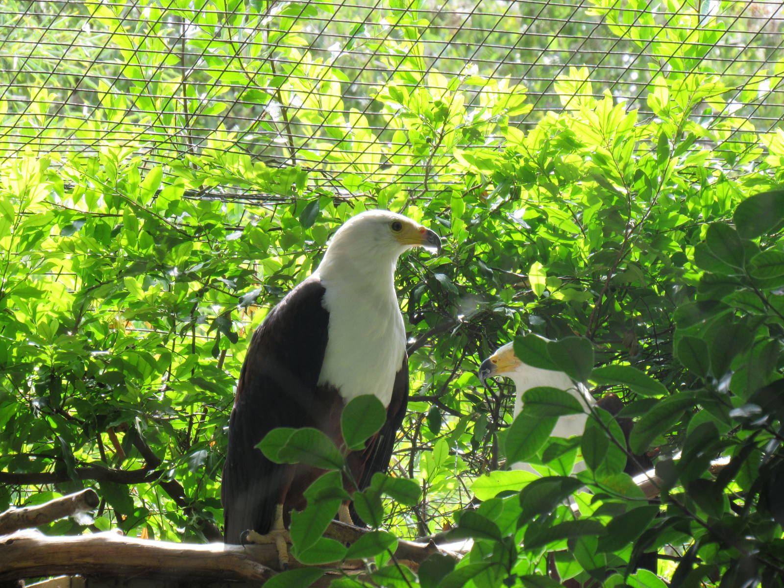 African Fish Eagle