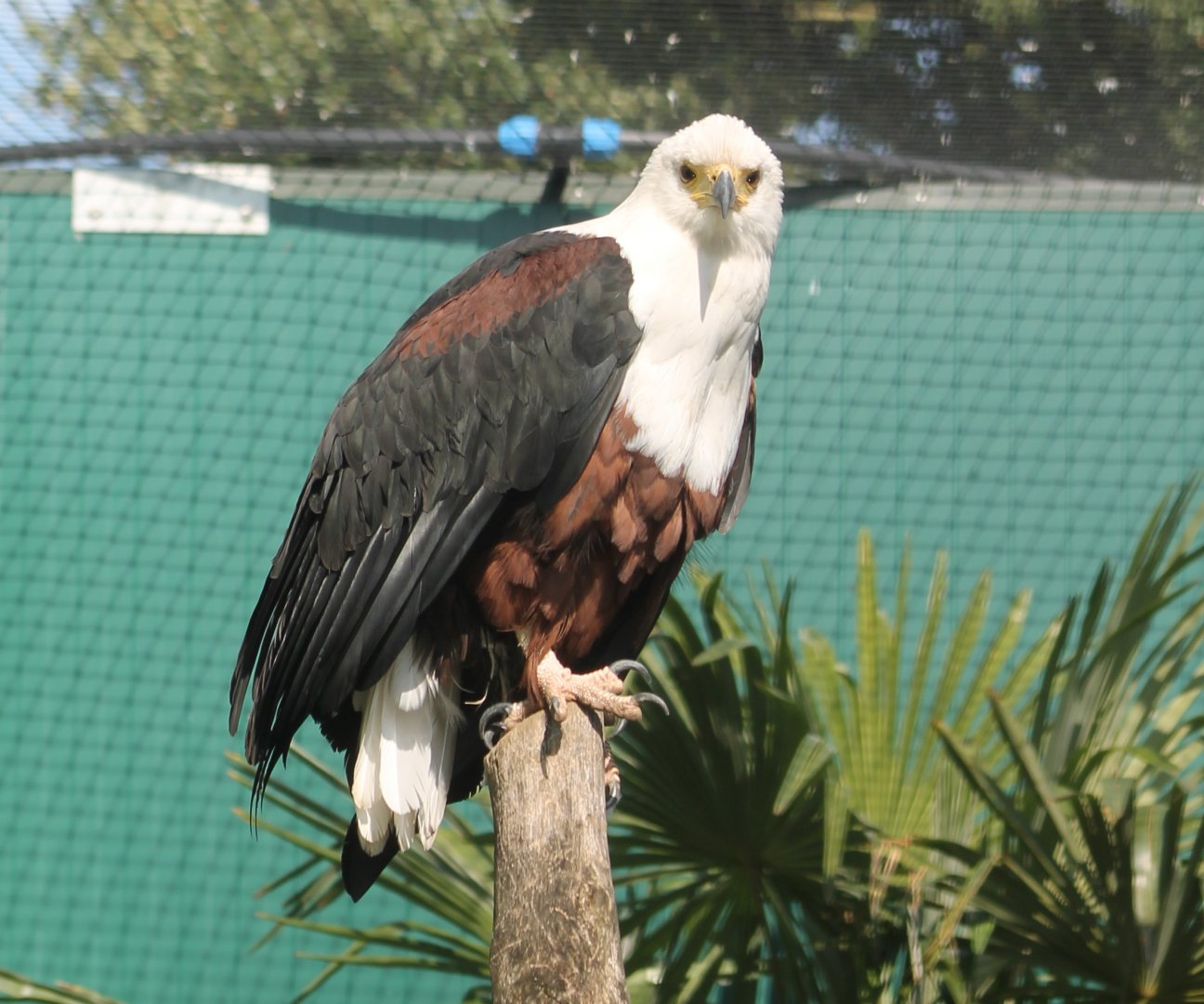 African fish eagle