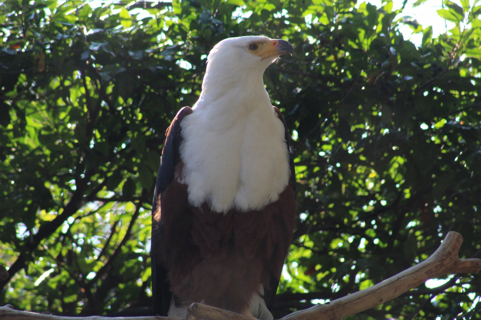 African Fish-Eagle