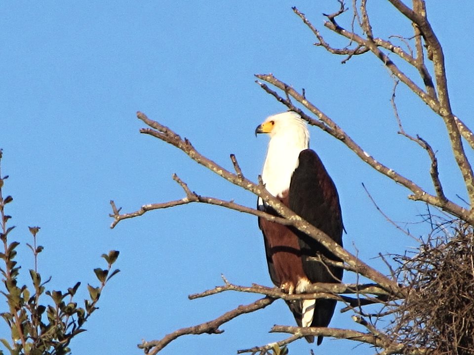 African Fish Eagle