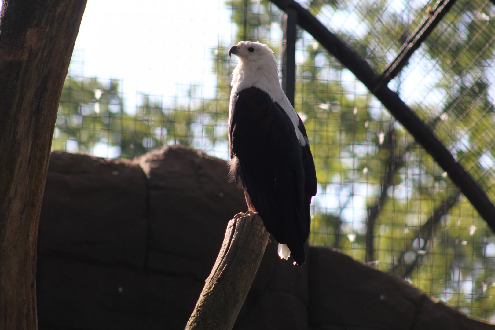 African Fish Eagle