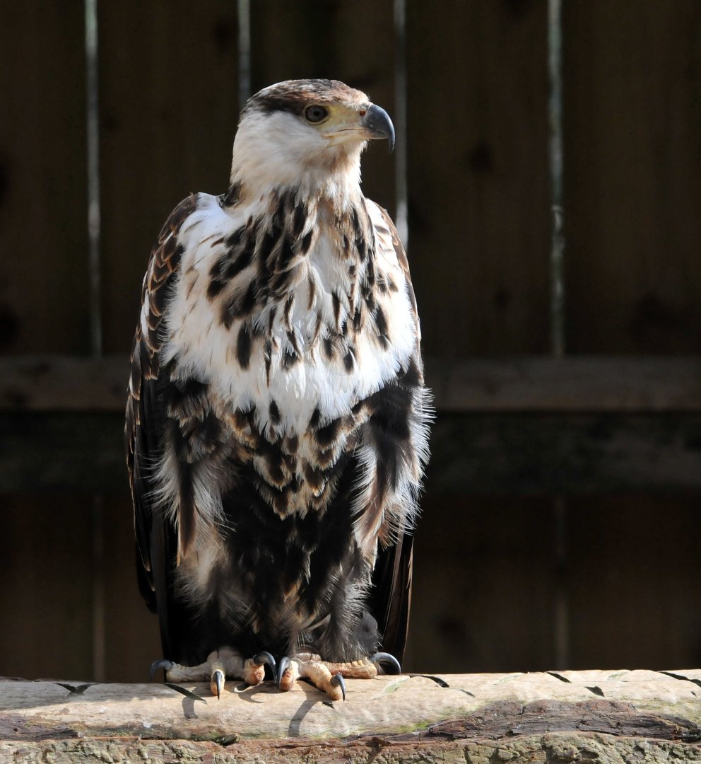 African Fish Eagle
