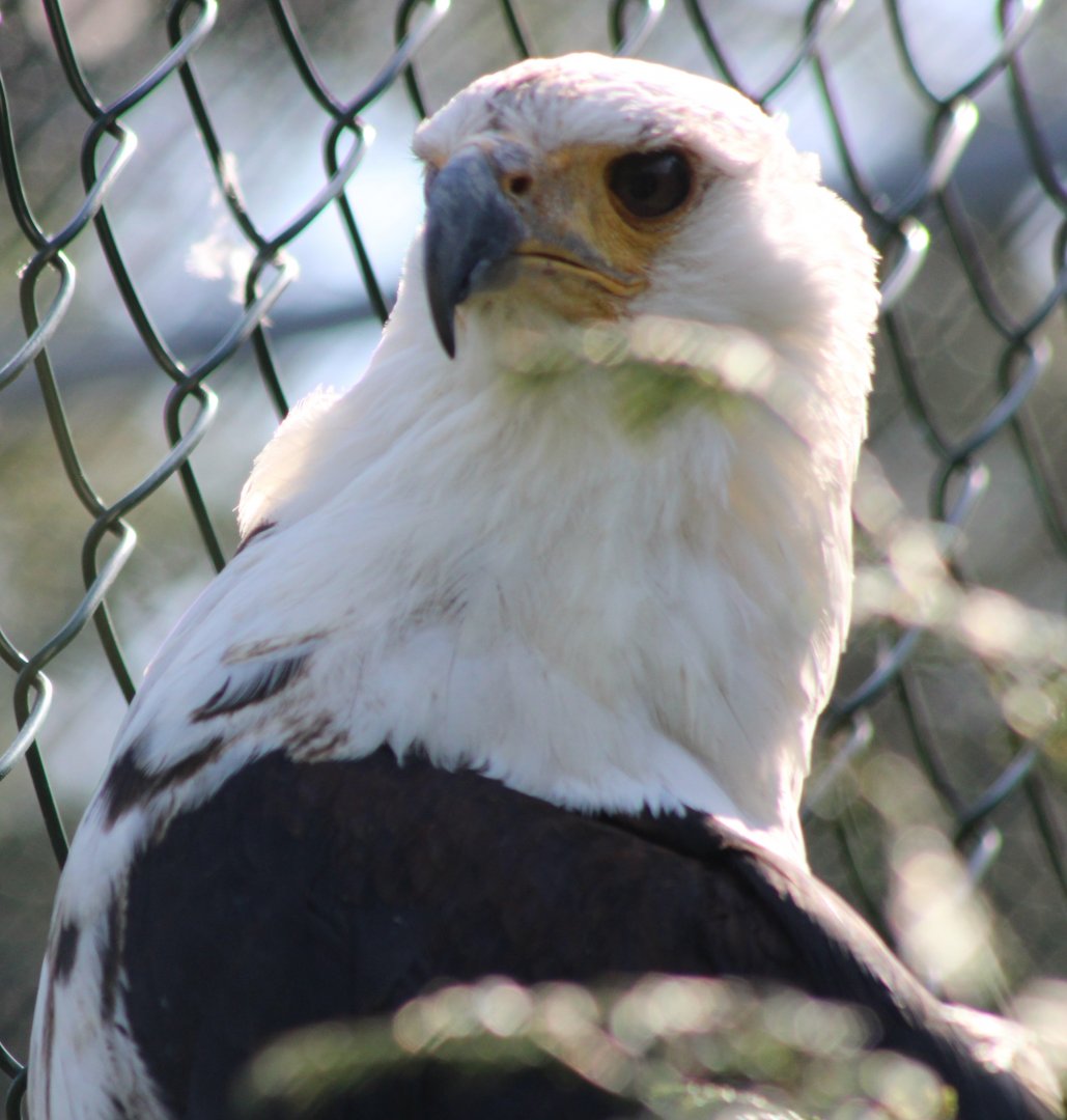 African fish-eagle