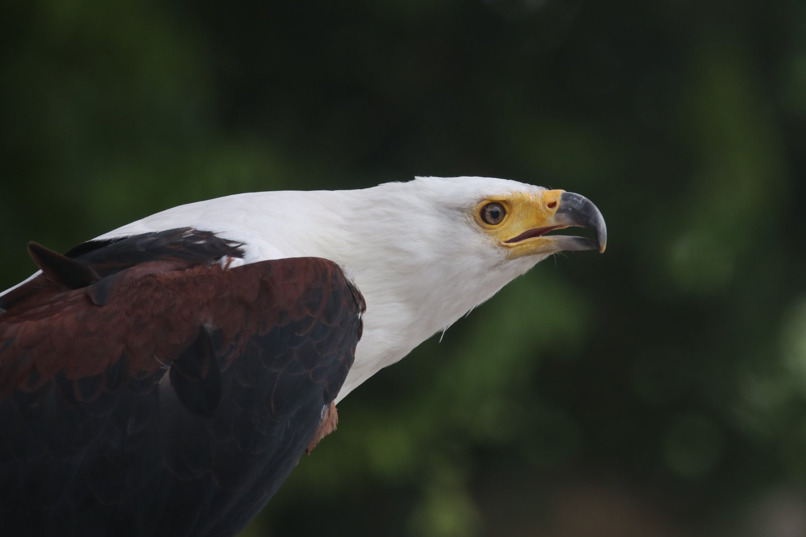 African fish eagle