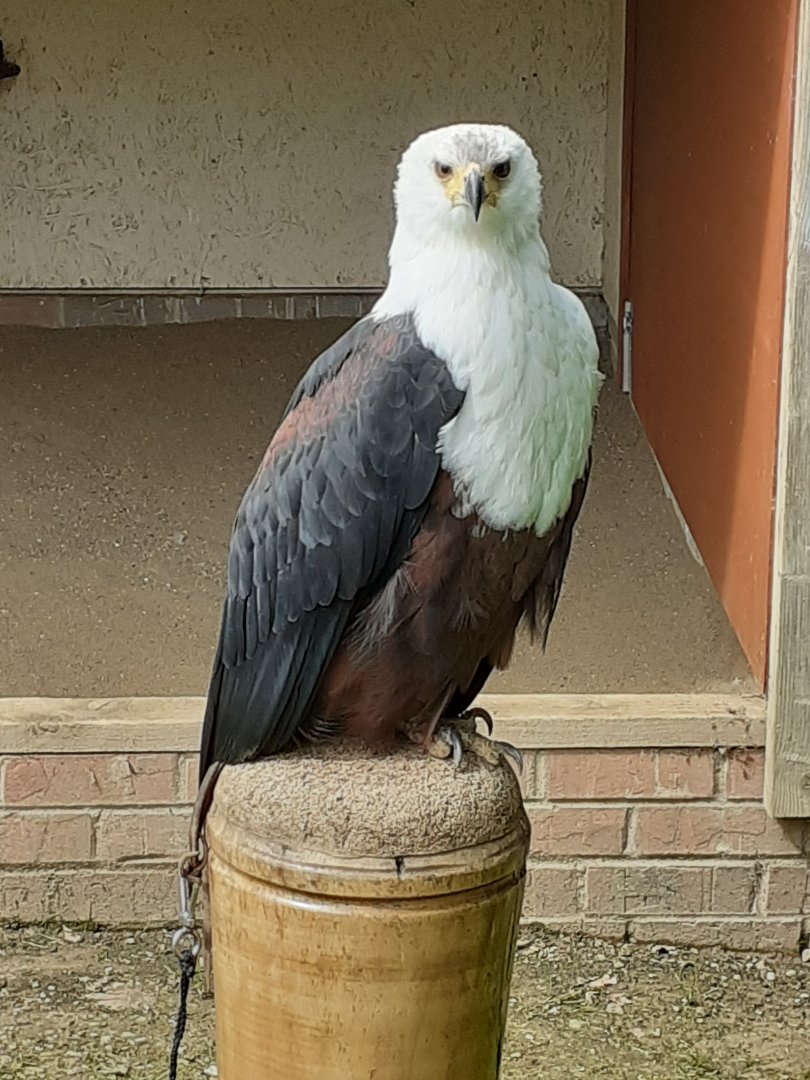 African fish eagle