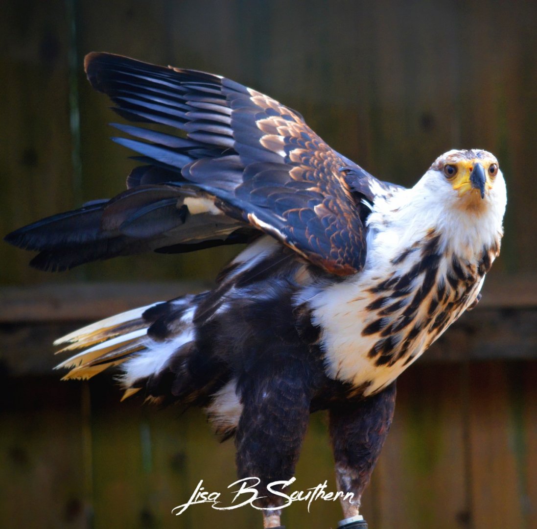 African Fish Eagle
