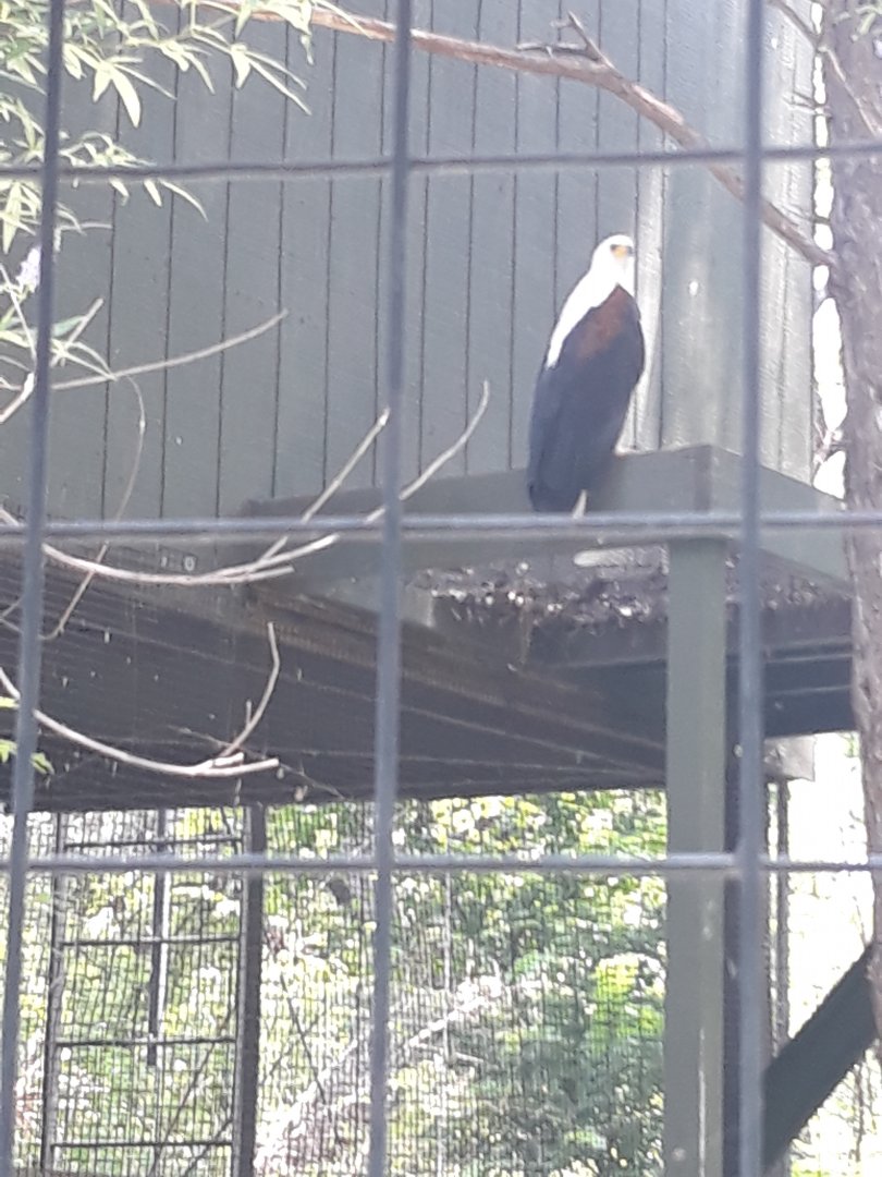 African fish eagle