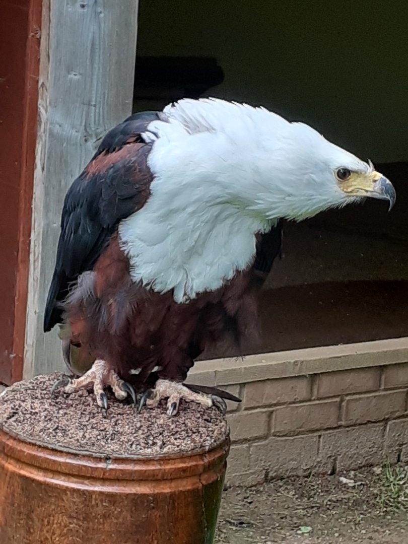 African fish eagle