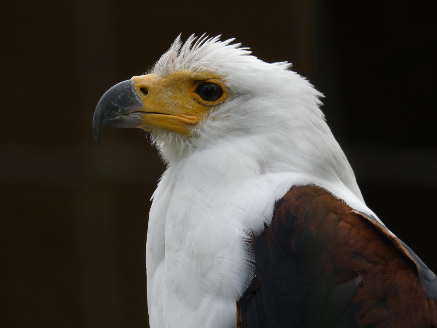 African fish eagle