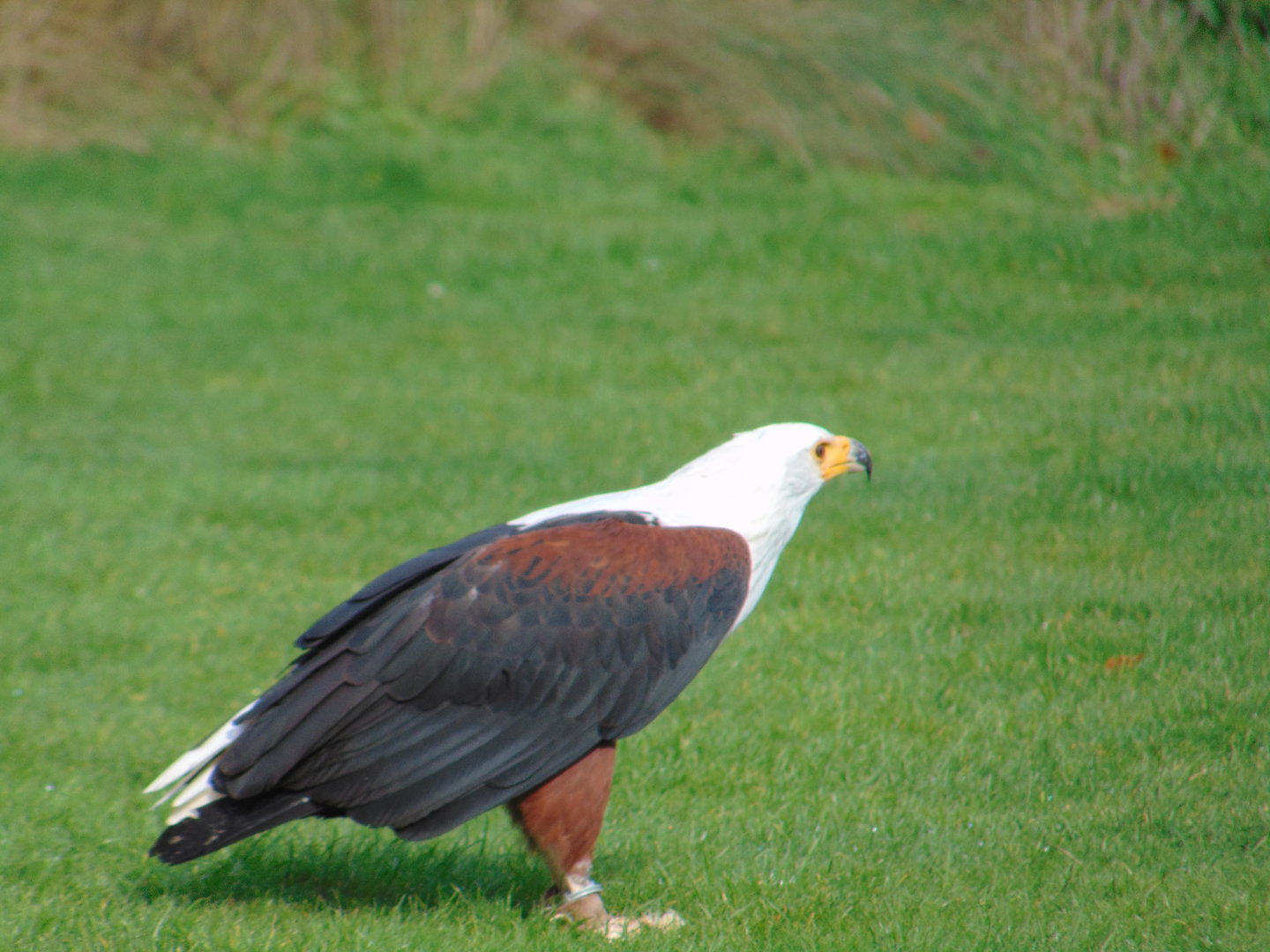 African Fish Eagle