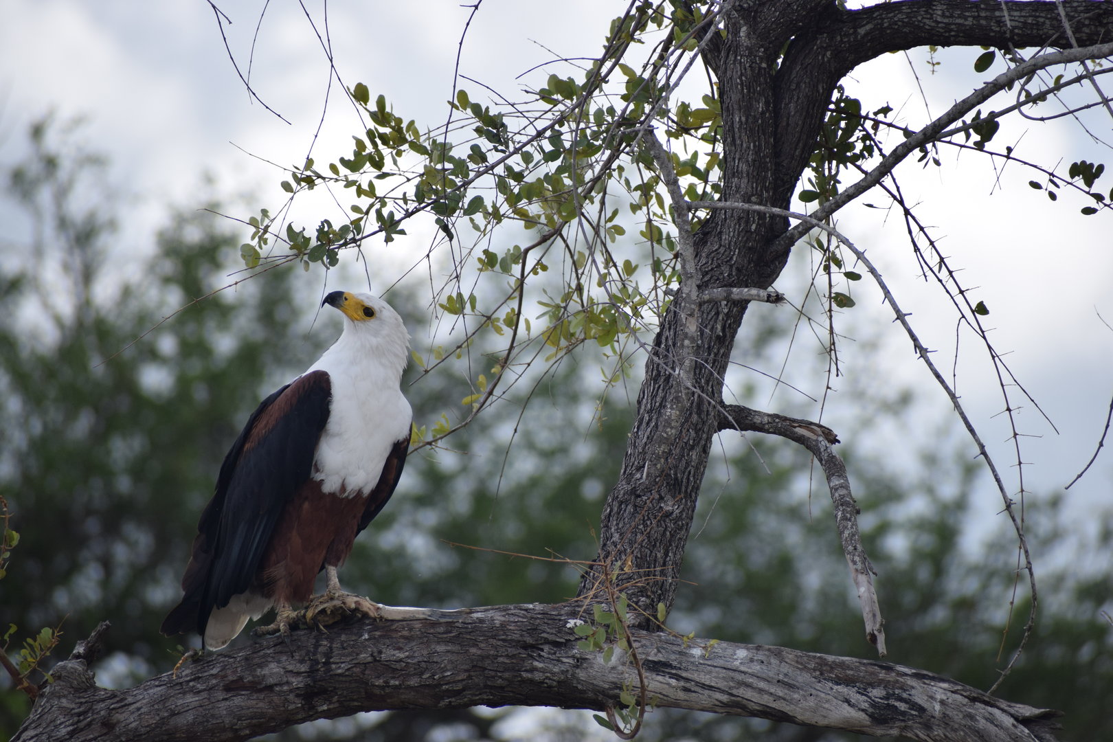 African Fish Eagle