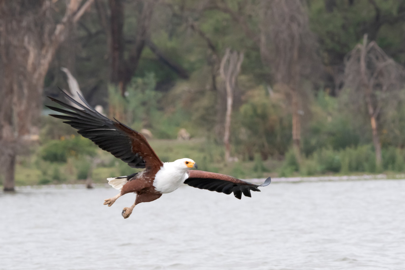 African Fish Eagle