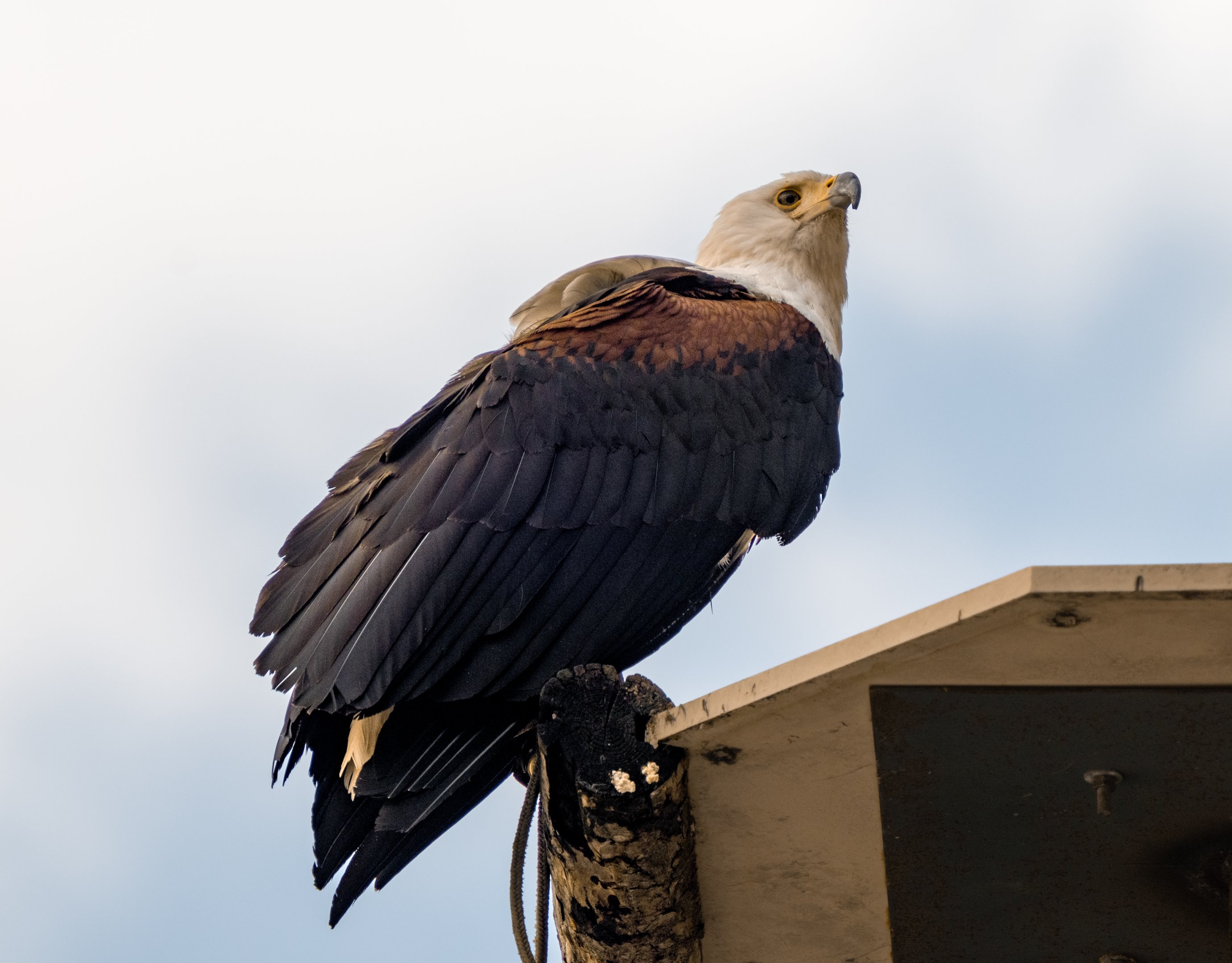 African Fish Eagle