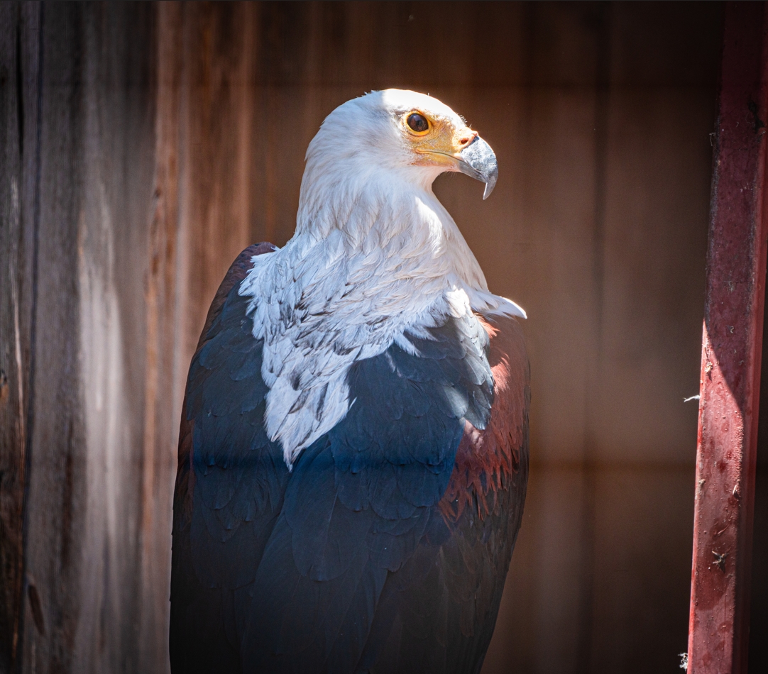 African Fish Eagle