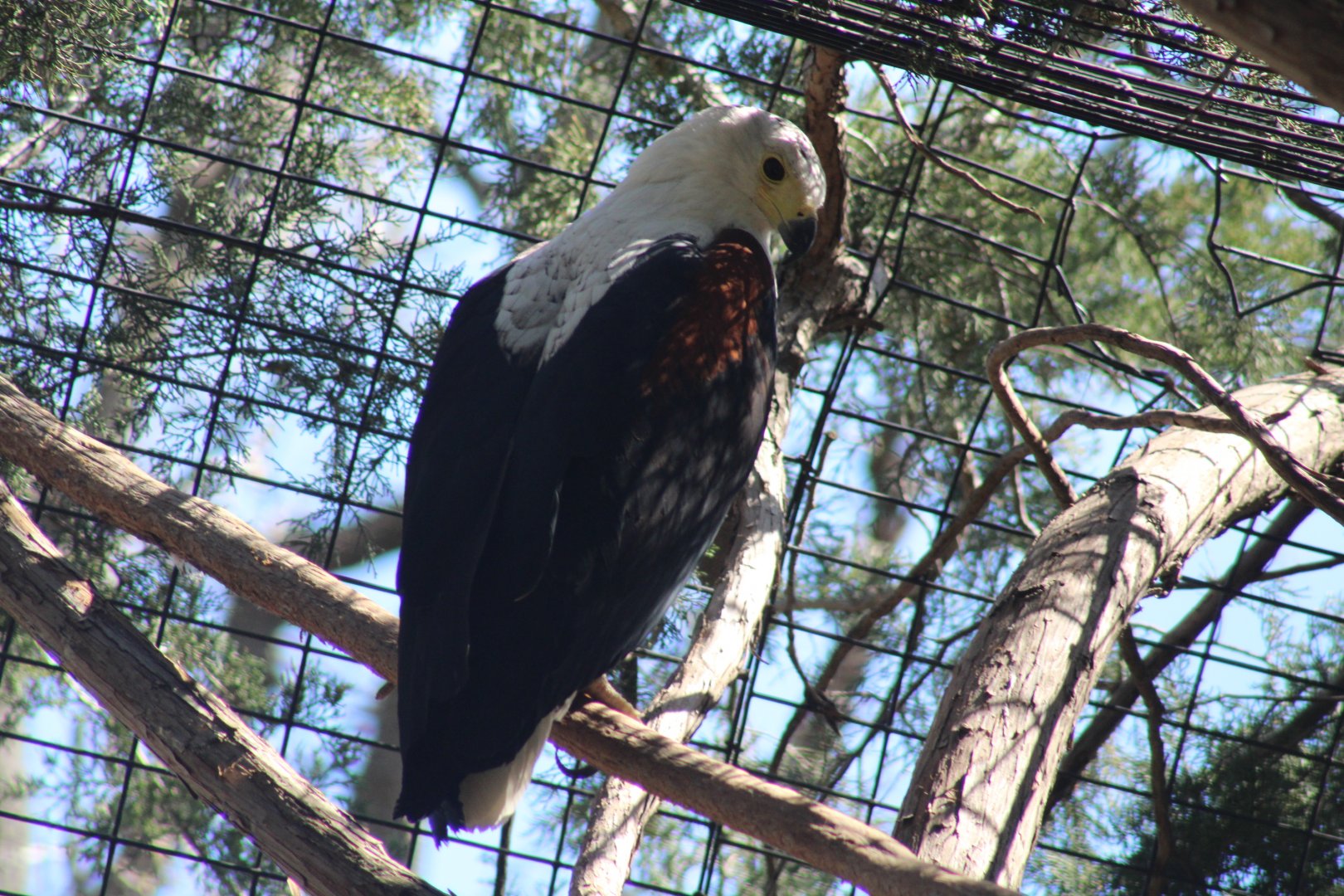African Fish Eagle