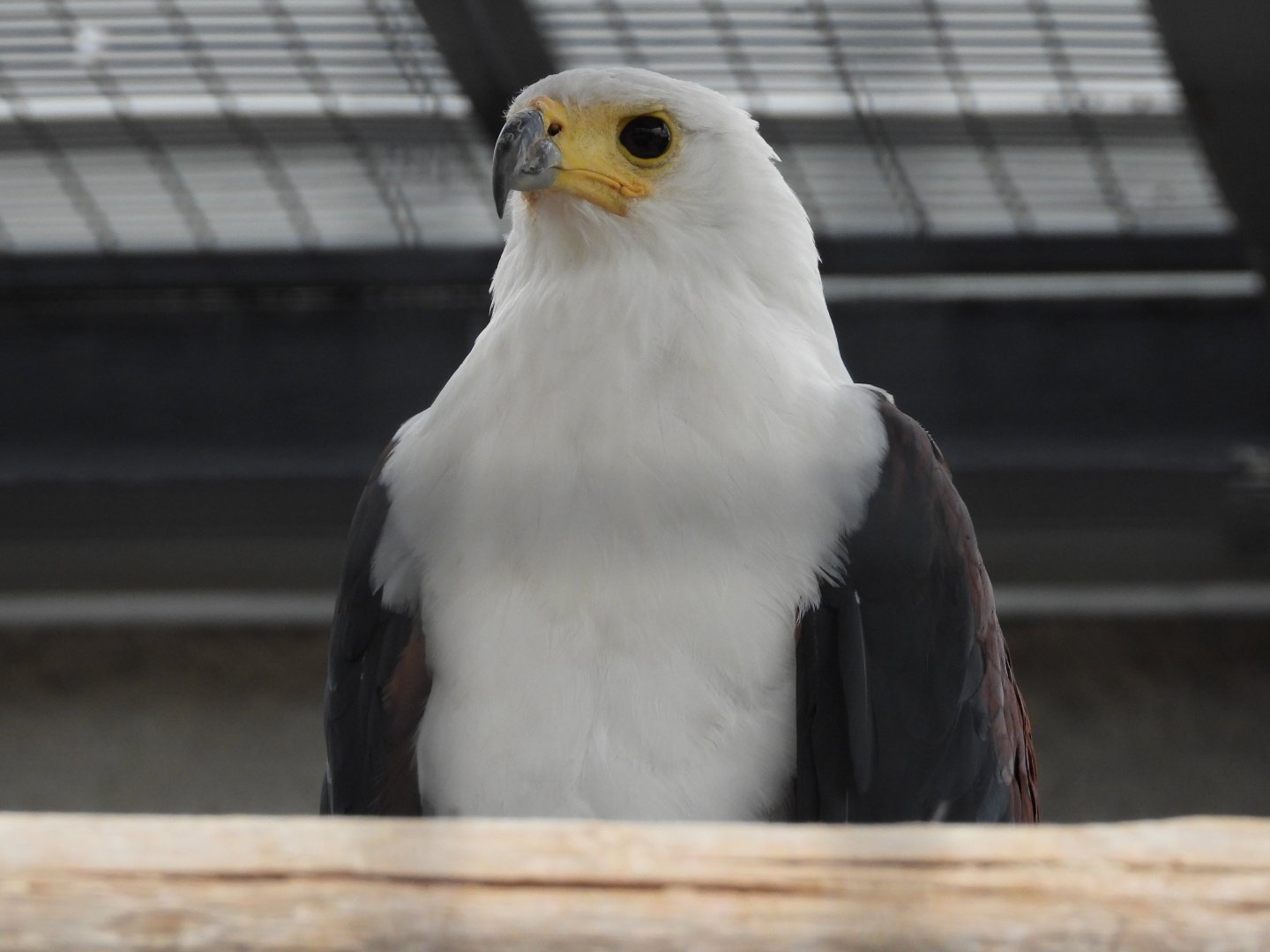 African fish eagle