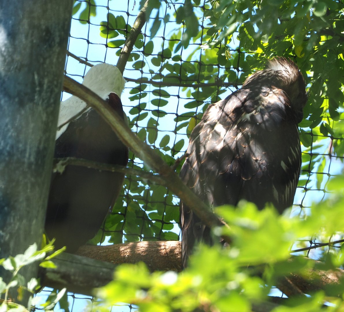 African fish eagles (Haliaeetus vocifer), 2022-06-28