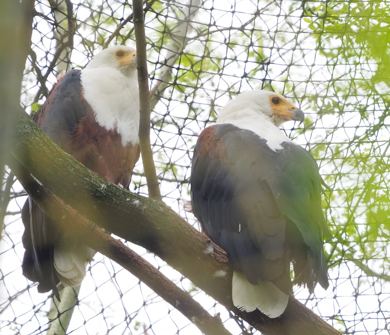 African fish eagles (Haliaeetus vocifer), 2023-05-15