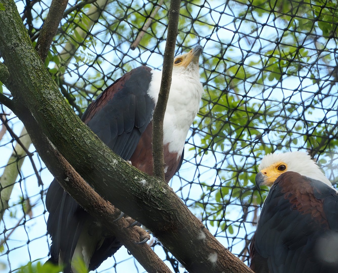 African fish eagles (Haliaeetus vocifer), 2023-05-16