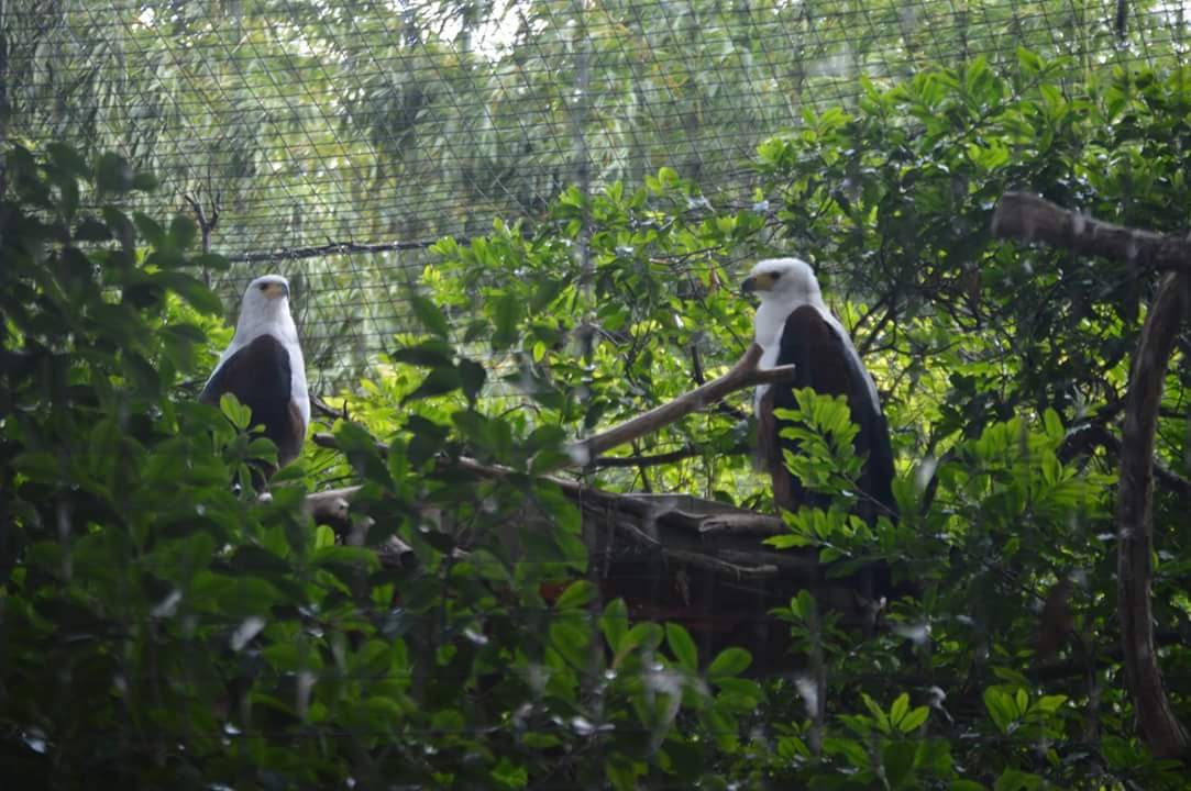 African Fish Eagles (Haliaeetus vocifer)