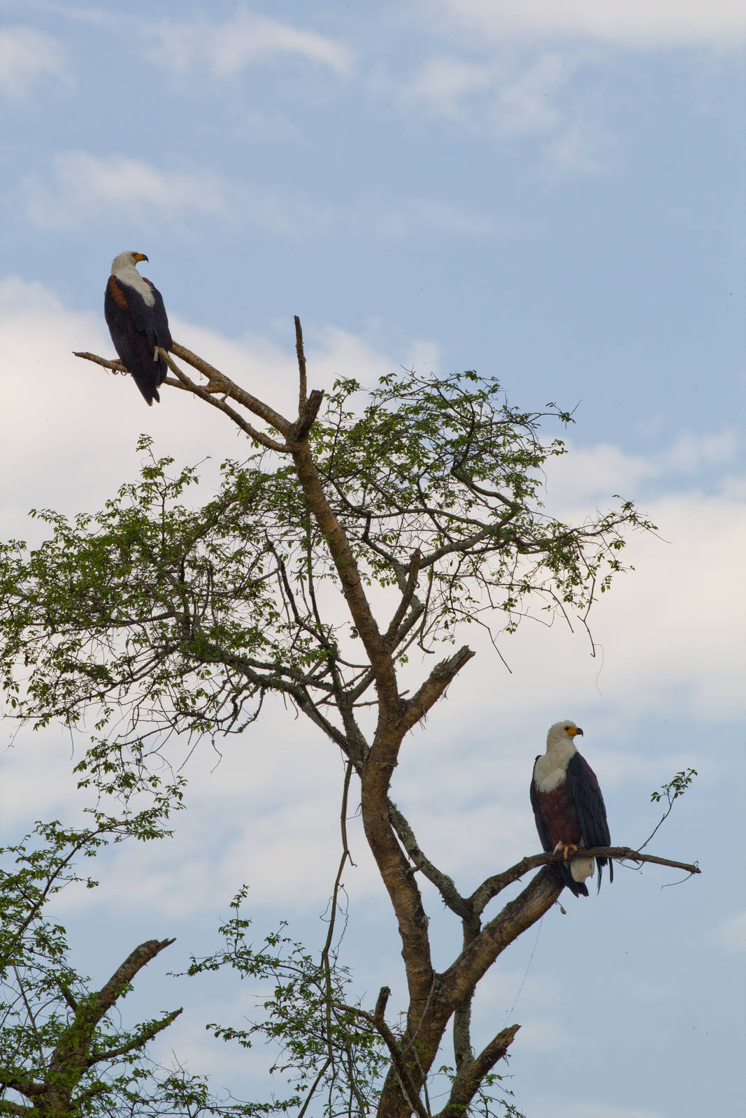 African Fish Eagles