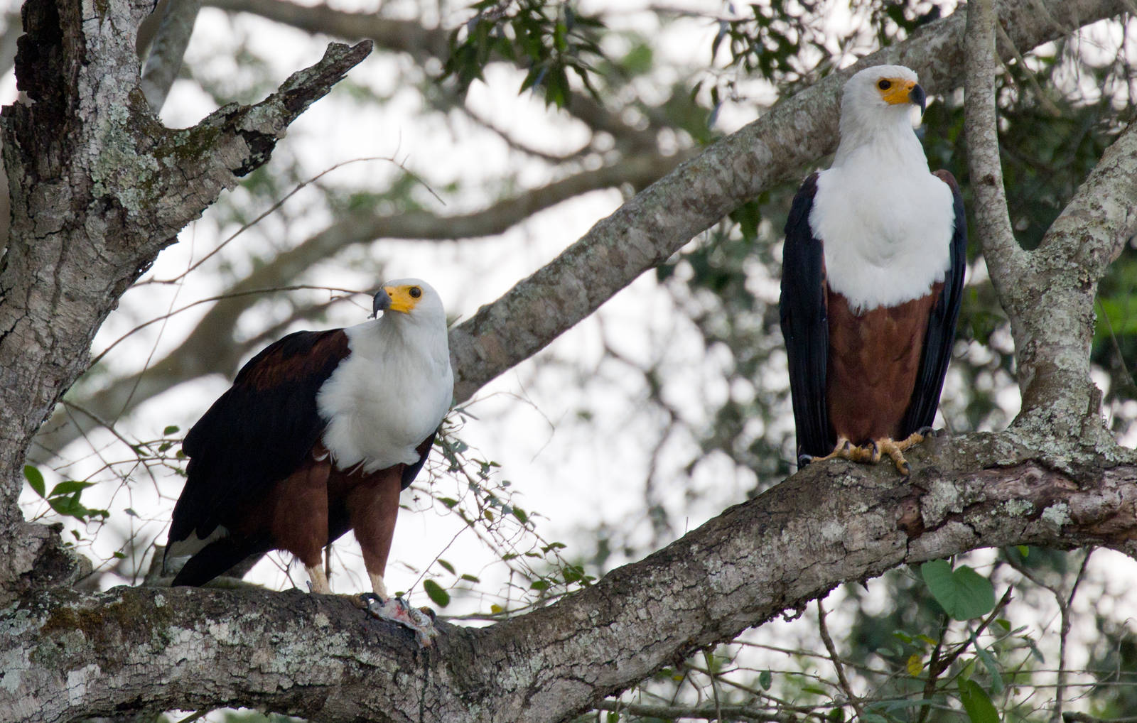 African Fish Eagles