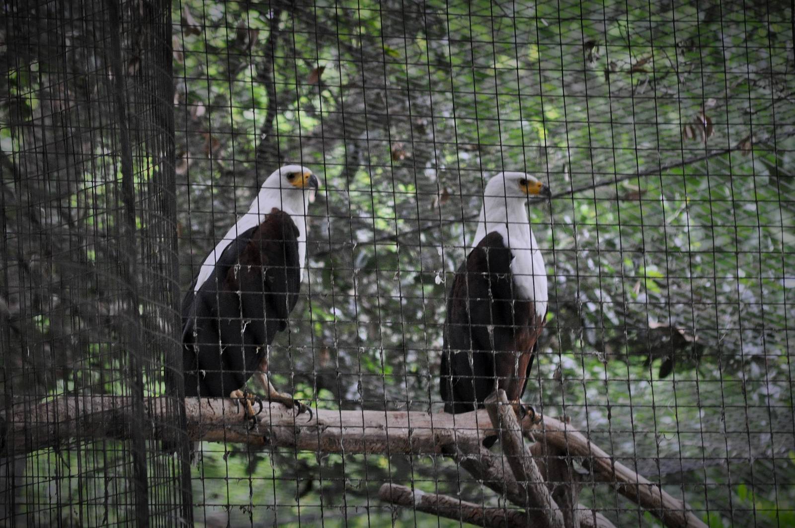 African Fish Eagles