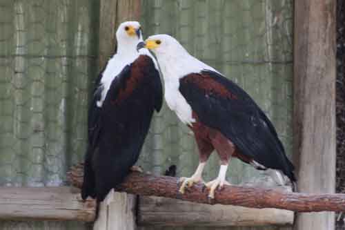 African Fish Eagles