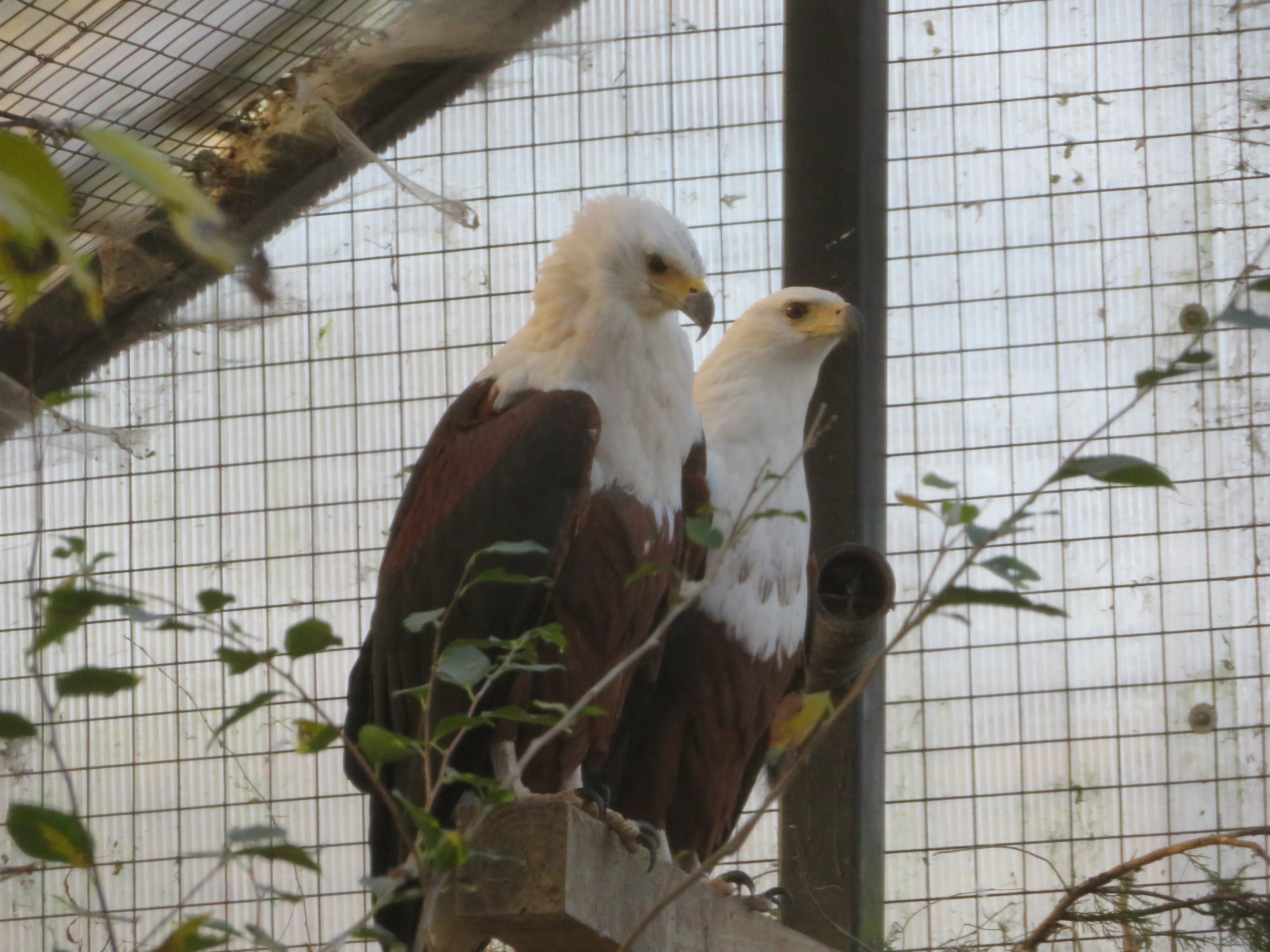 African Fish Eagles