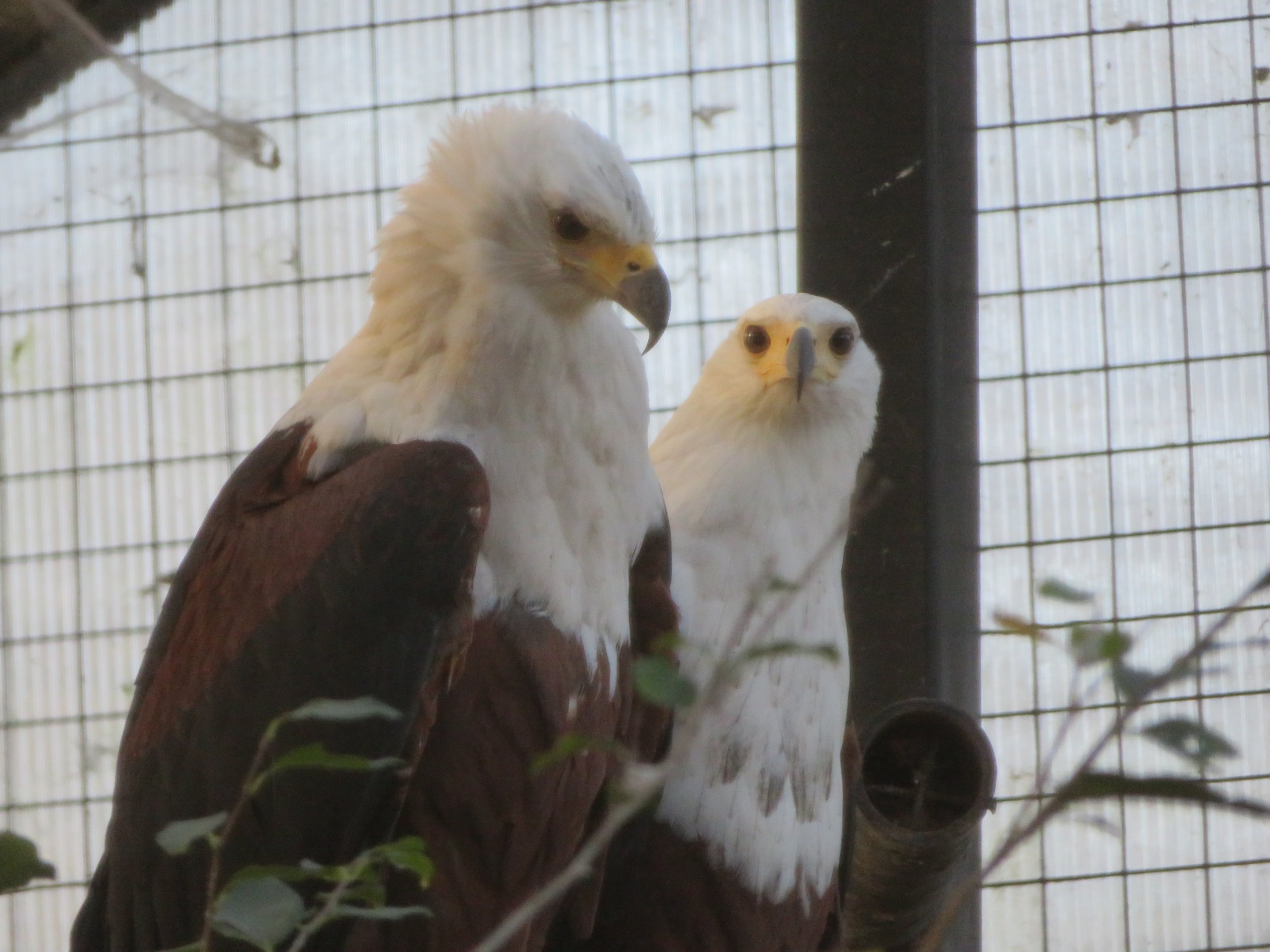 African Fish Eagles
