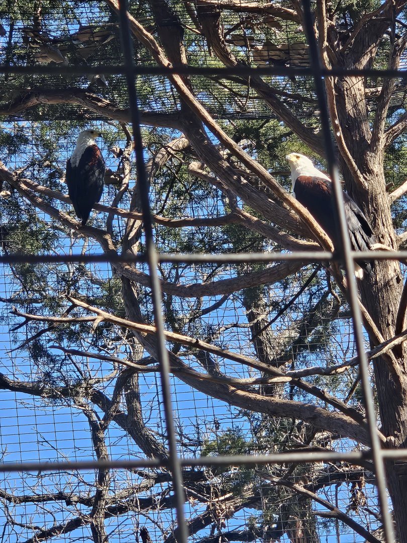 African fish eagles