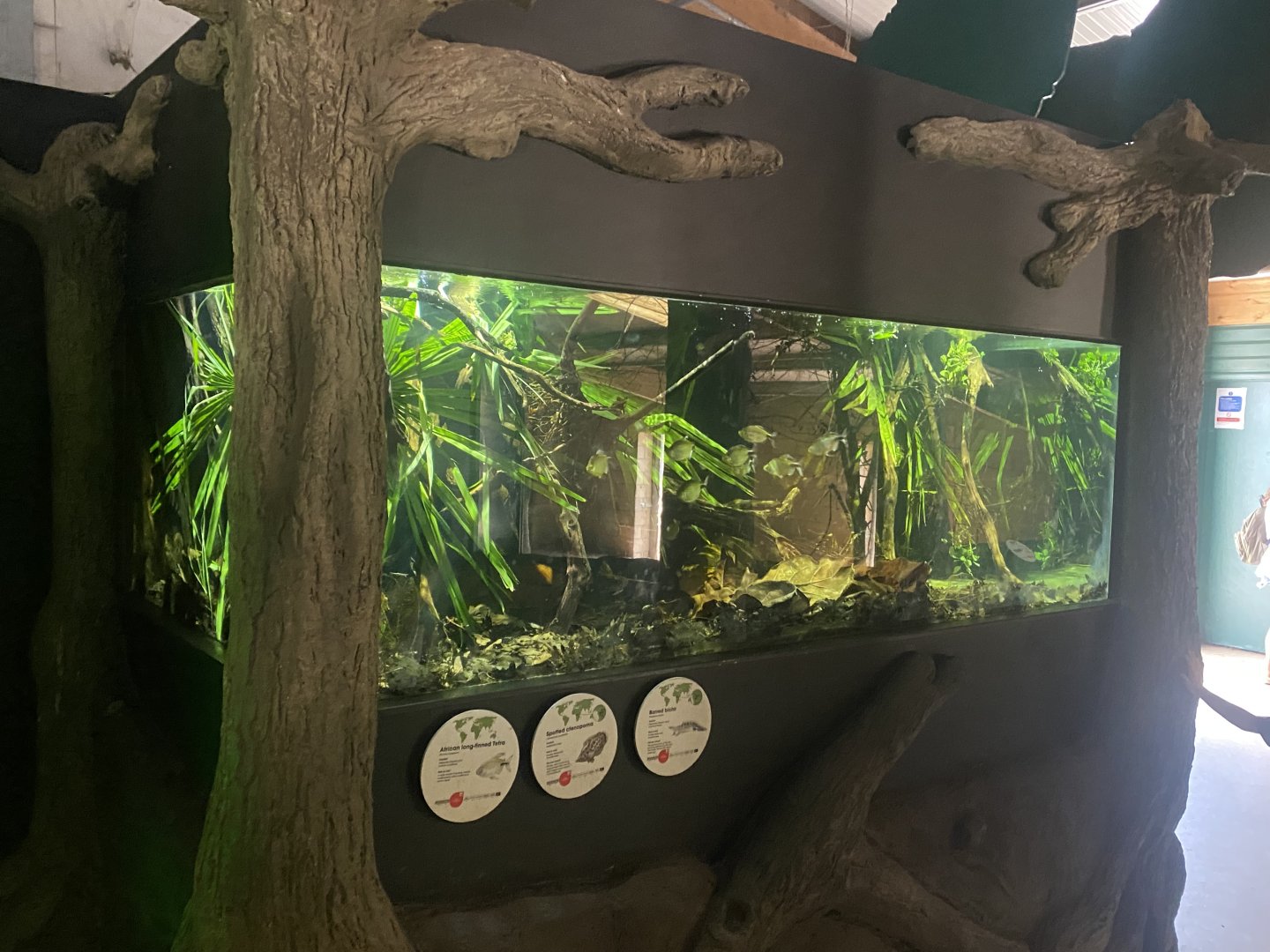 African fish exhibit 040822