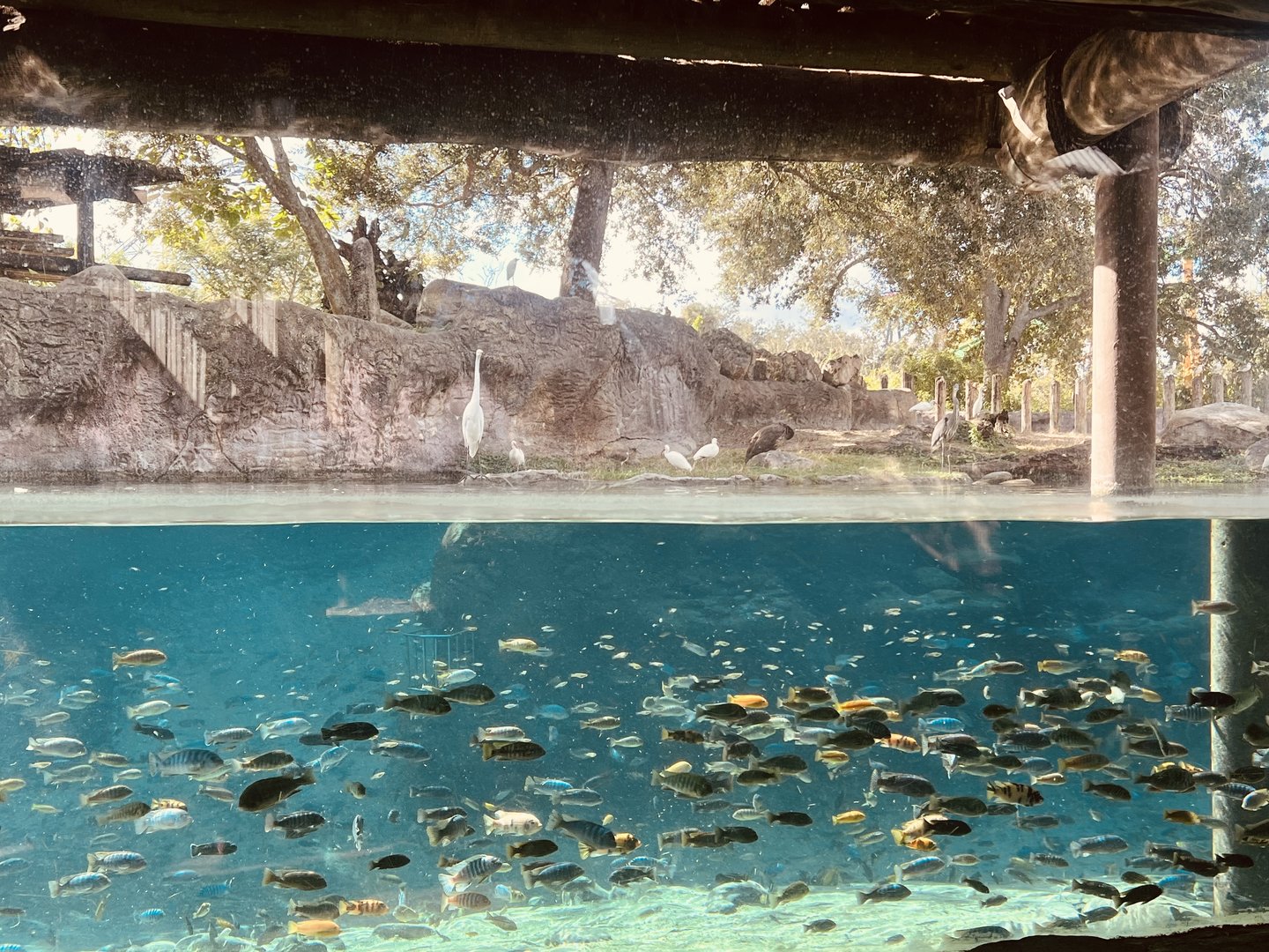 African Fishes and Native Florida Waterbirds
