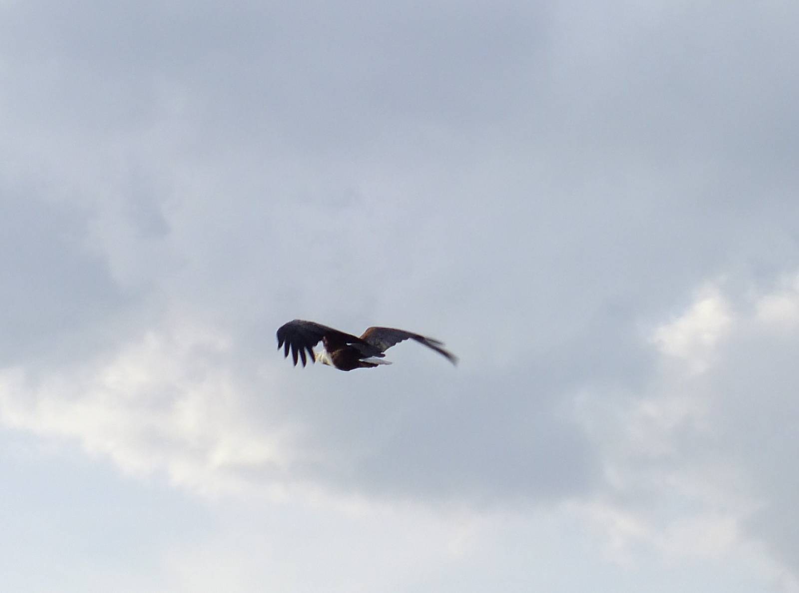 African Fishing Eagle in Flight