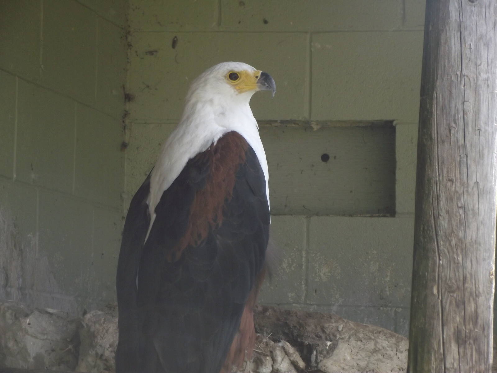 African Fishing Eagle