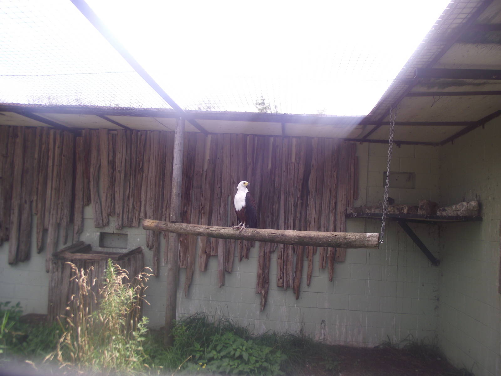 African Fishing Eagle