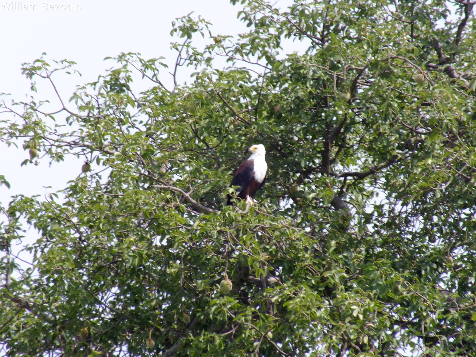 African Fishing Eagle